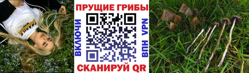 Галлюциногенные грибы мицелий  Рудня 